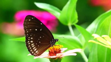 Bahçe bahçesinde Tayland kelebeği yaz çiçeği ve kelebek çiçeği kelebeği