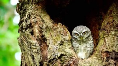 Benekli bir baykuşun (Athene brama) bir ağaç oyuğunun kenarına tünemiştir. Bu baykuşun çarpıcı sarı gözleri, sivri bir gagası ve güzel desenli tüyleri var.    
