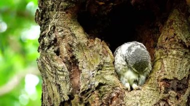 Benekli bir baykuşun (Athene brama) bir ağaç oyuğunun kenarına tünemiştir. Bu baykuşun çarpıcı sarı gözleri, sivri bir gagası ve güzel desenli tüyleri var.    