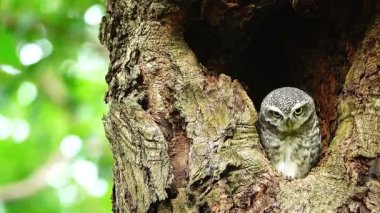 Benekli bir baykuşun (Athene brama) bir ağaç oyuğunun kenarına tünemiştir. Bu baykuşun çarpıcı sarı gözleri, sivri bir gagası ve güzel desenli tüyleri var.    