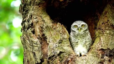 Benekli bir baykuşun (Athene brama) bir ağaç oyuğunun kenarına tünemiştir. Bu baykuşun çarpıcı sarı gözleri, sivri bir gagası ve güzel desenli tüyleri var.    