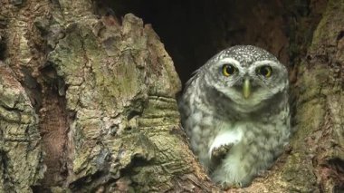 Benekli bir baykuşun (Athene brama) bir ağaç oyuğunun kenarına tünemiştir. Bu baykuşun çarpıcı sarı gözleri, sivri bir gagası ve güzel desenli tüyleri var.        