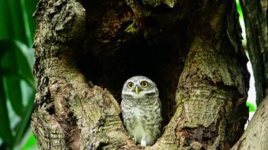 Benekli bir baykuşun (Athene brama) bir ağaç oyuğunun kenarına tünemiştir. Bu baykuşun çarpıcı sarı gözleri, sivri bir gagası ve güzel desenli tüyleri var.        