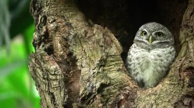 Benekli bir baykuşun (Athene brama) bir ağaç oyuğunun kenarına tünemiştir. Bu baykuşun çarpıcı sarı gözleri, sivri bir gagası ve güzel desenli tüyleri var.        
