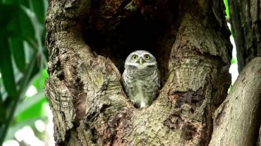 Benekli bir baykuşun (Athene brama) bir ağaç oyuğunun kenarına tünemiştir. Bu baykuşun çarpıcı sarı gözleri, sivri bir gagası ve güzel desenli tüyleri var.        