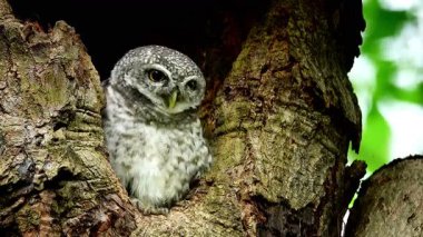 Benekli bir baykuşun (Athene brama) bir ağaç oyuğunun kenarına tünemiştir. Bu baykuşun çarpıcı sarı gözleri, sivri bir gagası ve güzel desenli tüyleri var.        