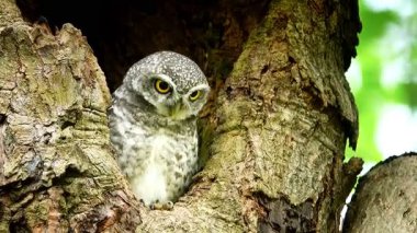 Benekli bir baykuşun (Athene brama) bir ağaç oyuğunun kenarına tünemiştir. Bu baykuşun çarpıcı sarı gözleri, sivri bir gagası ve güzel desenli tüyleri var.        