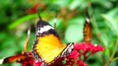 Bahçe bahçesinde Tayland kelebeği yaz çiçeği ve kelebek çiçeği kelebeği