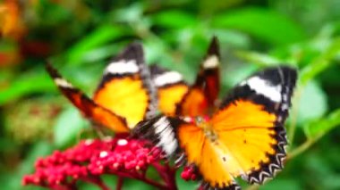 Bahçe bahçesinde Tayland kelebeği yaz çiçeği ve kelebek çiçeği kelebeği