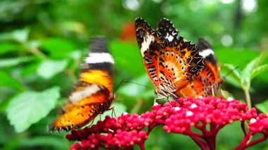 Bahçe bahçesinde Tayland kelebeği yaz çiçeği ve kelebek çiçeği kelebeği