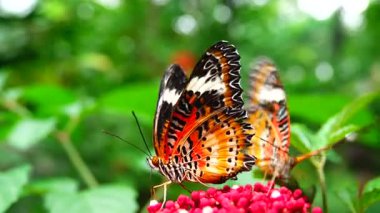 Bahçe bahçesinde Tayland kelebeği yaz çiçeği ve kelebek çiçeği kelebeği