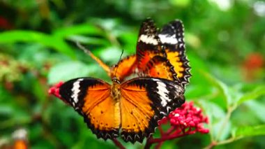 Bahçe bahçesinde Tayland kelebeği yaz çiçeği ve kelebek çiçeği kelebeği