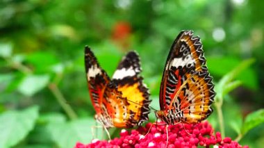 Bahçe bahçesinde Tayland kelebeği yaz çiçeği ve kelebek çiçeği kelebeği