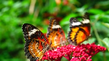 Bahçe bahçesinde Tayland kelebeği yaz çiçeği ve kelebek çiçeği kelebeği