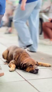 Köpek kaldırımda yatıp sokak yemeği almaya gelen turistlerden yiyecek bekliyor..