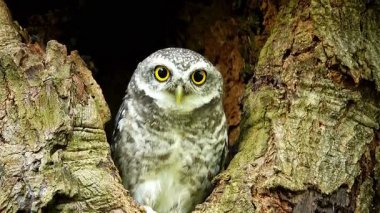  Benekli bir baykuşun (Athene brama) bir ağaç oyuğunun kenarına tünemiştir. Bu baykuşun çarpıcı sarı gözleri, sivri bir gagası ve güzel desenli tüyleri var.