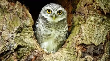  Benekli bir baykuşun (Athene brama) bir ağaç oyuğunun kenarına tünemiştir. Bu baykuşun çarpıcı sarı gözleri, sivri bir gagası ve güzel desenli tüyleri var.