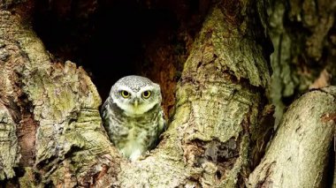  Benekli bir baykuşun (Athene brama) bir ağaç oyuğunun kenarına tünemiştir. Bu baykuşun çarpıcı sarı gözleri, sivri bir gagası ve güzel desenli tüyleri var.