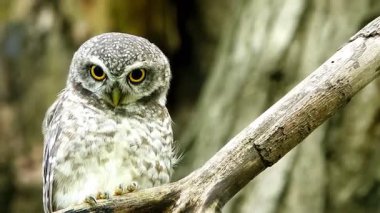  Benekli bir baykuşun (Athene brama) bir ağaç oyuğunun kenarına tünemiştir. Bu baykuşun çarpıcı sarı gözleri, sivri bir gagası ve güzel desenli tüyleri var.
