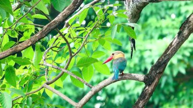 Rengarenk bir balıkçı, kıvrımlı bir dalda, bereketli ormanda balık yakalamak için zarif bir şekilde tünemiş. Bu kuş parlak kırmızı gagası ve bacakları ile altın turuncu göğsüyle ayırt edilir.