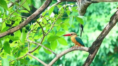 Rengarenk bir balıkçı, kıvrımlı bir dalda, bereketli ormanda balık yakalamak için zarif bir şekilde tünemiş. Bu kuş parlak kırmızı gagası ve bacakları ile altın turuncu göğsüyle ayırt edilir.