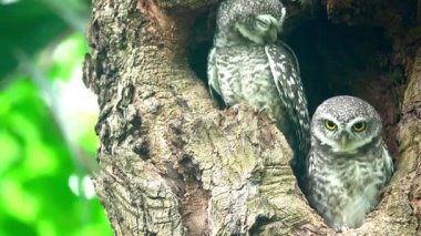 Benekli bir baykuşun (Athene brama) bir ağaç oyuğunun kenarına tünemiştir. Bu baykuşun çarpıcı sarı gözleri, sivri bir gagası ve güzel desenli tüyleri var.            