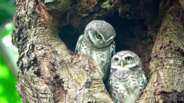 Benekli bir baykuşun (Athene brama) bir ağaç oyuğunun kenarına tünemiştir. Bu baykuşun çarpıcı sarı gözleri, sivri bir gagası ve güzel desenli tüyleri var.            