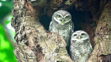Benekli bir baykuşun (Athene brama) bir ağaç oyuğunun kenarına tünemiştir. Bu baykuşun çarpıcı sarı gözleri, sivri bir gagası ve güzel desenli tüyleri var.            