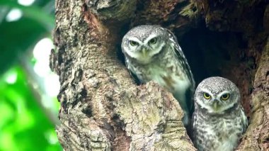 Benekli bir baykuşun (Athene brama) bir ağaç oyuğunun kenarına tünemiştir. Bu baykuşun çarpıcı sarı gözleri, sivri bir gagası ve güzel desenli tüyleri var.            