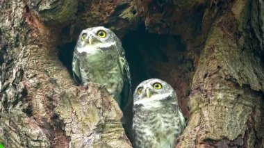 Benekli bir baykuşun (Athene brama) bir ağaç oyuğunun kenarına tünemiştir. Bu baykuşun çarpıcı sarı gözleri, sivri bir gagası ve güzel desenli tüyleri var.            