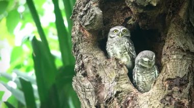 Benekli bir baykuşun (Athene brama) bir ağaç oyuğunun kenarına tünemiştir. Bu baykuşun çarpıcı sarı gözleri, sivri bir gagası ve güzel desenli tüyleri var.            