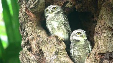 Benekli bir baykuşun (Athene brama) bir ağaç oyuğunun kenarına tünemiştir. Bu baykuşun çarpıcı sarı gözleri, sivri bir gagası ve güzel desenli tüyleri var.            