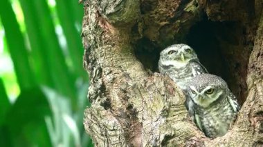 Benekli bir baykuşun (Athene brama) bir ağaç oyuğunun kenarına tünemiştir. Bu baykuşun çarpıcı sarı gözleri, sivri bir gagası ve güzel desenli tüyleri var.            