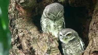 Benekli bir baykuşun (Athene brama) bir ağaç oyuğunun kenarına tünemiştir. Bu baykuşun çarpıcı sarı gözleri, sivri bir gagası ve güzel desenli tüyleri var.            