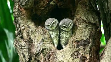 Benekli bir baykuşun (Athene brama) bir ağaç oyuğunun kenarına tünemiştir. Bu baykuşun çarpıcı sarı gözleri, sivri bir gagası ve güzel desenli tüyleri var.            