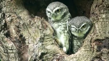 Benekli bir baykuşun (Athene brama) bir ağaç oyuğunun kenarına tünemiştir. Bu baykuşun çarpıcı sarı gözleri, sivri bir gagası ve güzel desenli tüyleri var.            