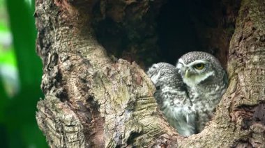 Benekli bir baykuşun (Athene brama) bir ağaç oyuğunun kenarına tünemiştir. Bu baykuşun çarpıcı sarı gözleri, sivri bir gagası ve güzel desenli tüyleri var.            