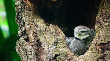 Benekli bir baykuşun (Athene brama) bir ağaç oyuğunun kenarına tünemiştir. Bu baykuşun çarpıcı sarı gözleri, sivri bir gagası ve güzel desenli tüyleri var.            