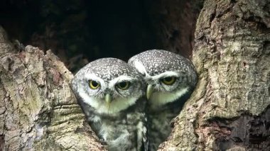 Benekli bir baykuşun (Athene brama) bir ağaç oyuğunun kenarına tünemiştir. Bu baykuşun çarpıcı sarı gözleri, sivri bir gagası ve güzel desenli tüyleri var.            