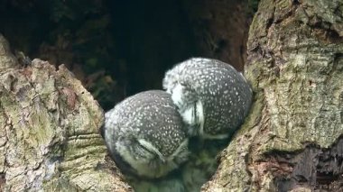 Benekli bir baykuşun (Athene brama) bir ağaç oyuğunun kenarına tünemiştir. Bu baykuşun çarpıcı sarı gözleri, sivri bir gagası ve güzel desenli tüyleri var.            