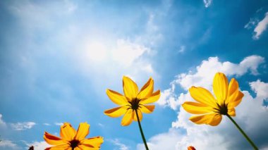 Parlak turuncu bir kozmos çiçeği, parlak, parçalı bulutlu bir gökyüzüne bakan alçak bir açıdan görülür. Kozmos çiçekleri dimdik ayakta, yaprakları güneş ışığında parıldıyor..