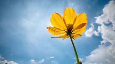 Parlak turuncu bir kozmos çiçeği, parlak, parçalı bulutlu bir gökyüzüne bakan alçak bir açıdan görülür. Kozmos çiçekleri dimdik ayakta, yaprakları güneş ışığında parıldıyor..