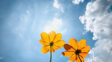 Parlak turuncu bir kozmos çiçeği, parlak, parçalı bulutlu bir gökyüzüne bakan alçak bir açıdan görülür. Kozmos çiçekleri dimdik ayakta, yaprakları güneş ışığında parıldıyor..