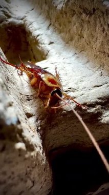 Sıcak ışık altında eski bir karton kutunun kaba yüzeyinde dinlenen bir hamamböceğinin yakın çekimi, parlak kahverengi vücudunu ve uzun antenini aydınlatıyor..