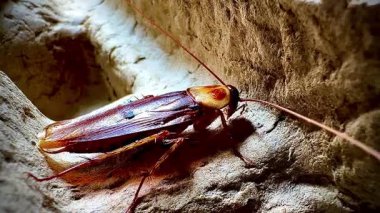 Sıcak ışık altında eski bir karton kutunun kaba yüzeyinde dinlenen bir hamamböceğinin yakın çekimi, parlak kahverengi vücudunu ve uzun antenini aydınlatıyor..