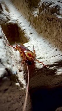 Sıcak ışık altında eski bir karton kutunun kaba yüzeyinde dinlenen bir hamamböceğinin yakın çekimi, parlak kahverengi vücudunu ve uzun antenini aydınlatıyor..