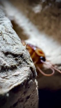 Sıcak ışık altında eski bir karton kutunun kaba yüzeyinde dinlenen bir hamamböceğinin yakın çekimi, parlak kahverengi vücudunu ve uzun antenini aydınlatıyor..