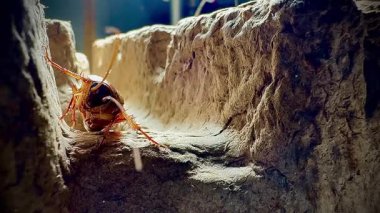 Sıcak ışık altında eski bir karton kutunun kaba yüzeyinde dinlenen bir hamamböceğinin yakın çekimi, parlak kahverengi vücudunu ve uzun antenini aydınlatıyor..