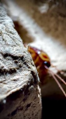 Sıcak ışık altında eski bir karton kutunun kaba yüzeyinde dinlenen bir hamamböceğinin yakın çekimi, parlak kahverengi vücudunu ve uzun antenini aydınlatıyor..