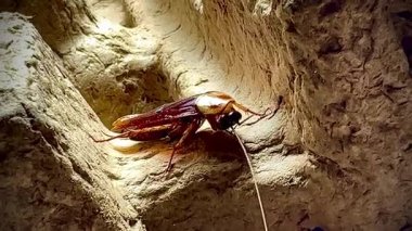 Sıcak ışık altında eski bir karton kutunun kaba yüzeyinde dinlenen bir hamamböceğinin yakın çekimi, parlak kahverengi vücudunu ve uzun antenini aydınlatıyor..